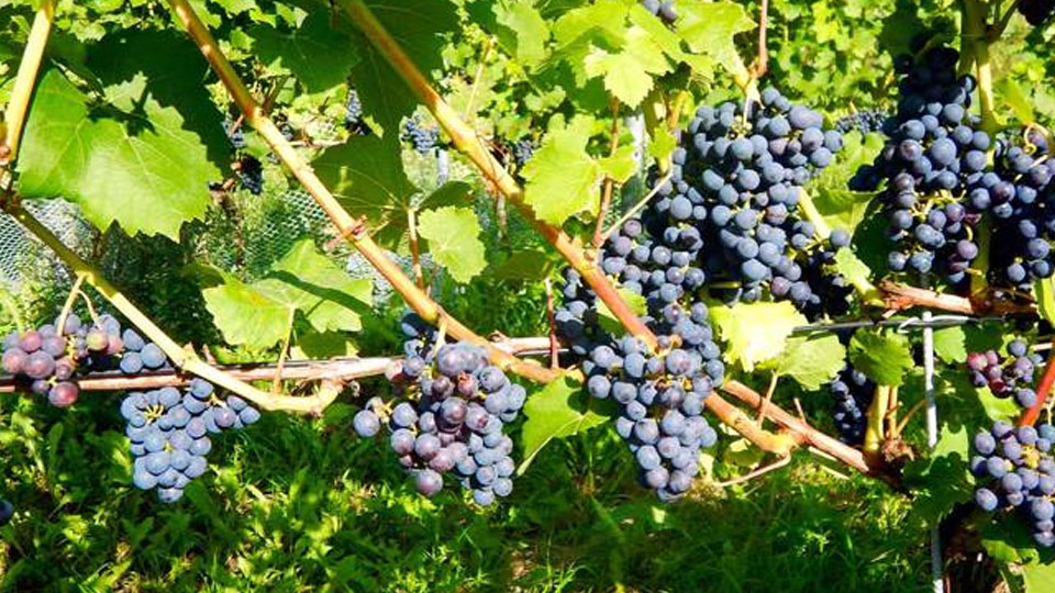 Oplev en dansk vingård på Guldbæk Vingård i Nordjylland