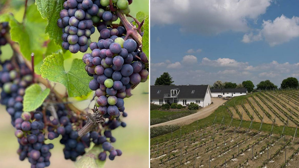 Lindely Vingård i Kolding – dansk vinoplevelse med rundvisning og vinsmagning